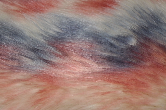 Fox du tissu 150cm de fourrure de cheveux de couleurs du gradient trois le long faux, fournissent la chaleur et le confort finaux pour le décor de maison d'hiver