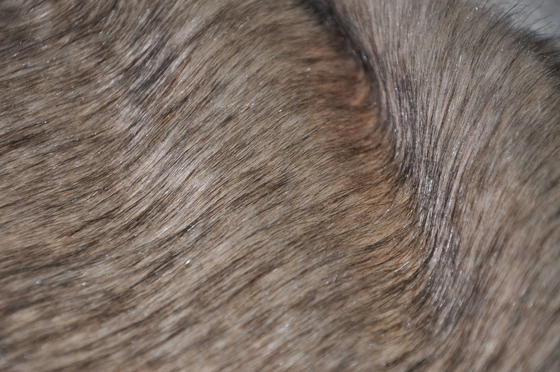 Le long Faux de Fox du tissu 150cm de fourrure de cheveux de Brown, qualité a garanti, t'apporte l'expérience de luxe finale